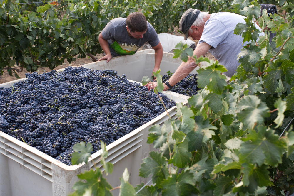 Wine grapes being harvested